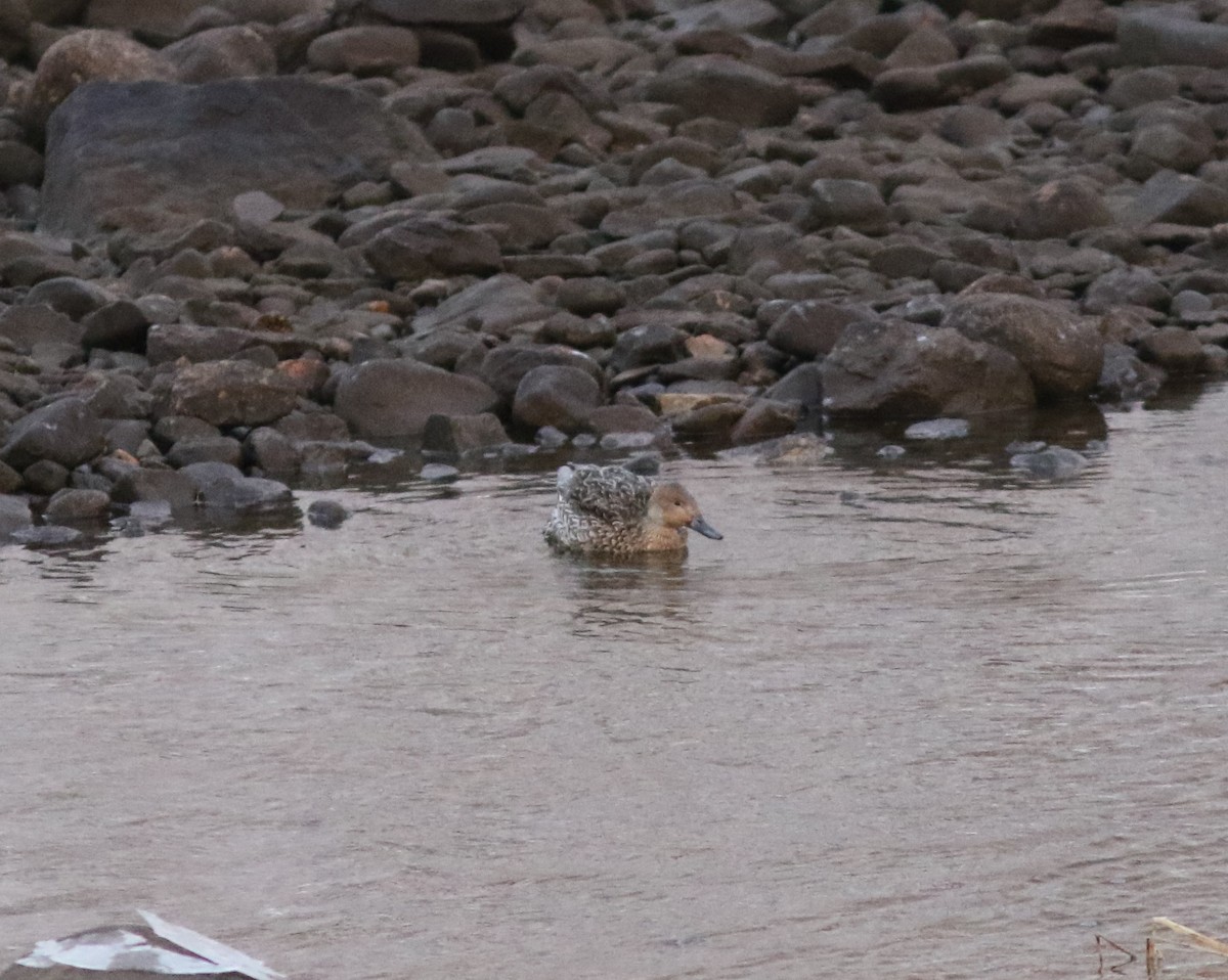 Northern Pintail - ML527701881