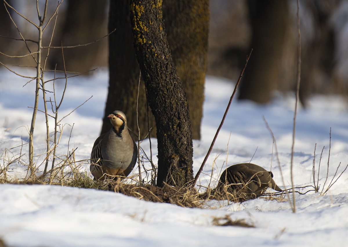 Chukar - ML527702811