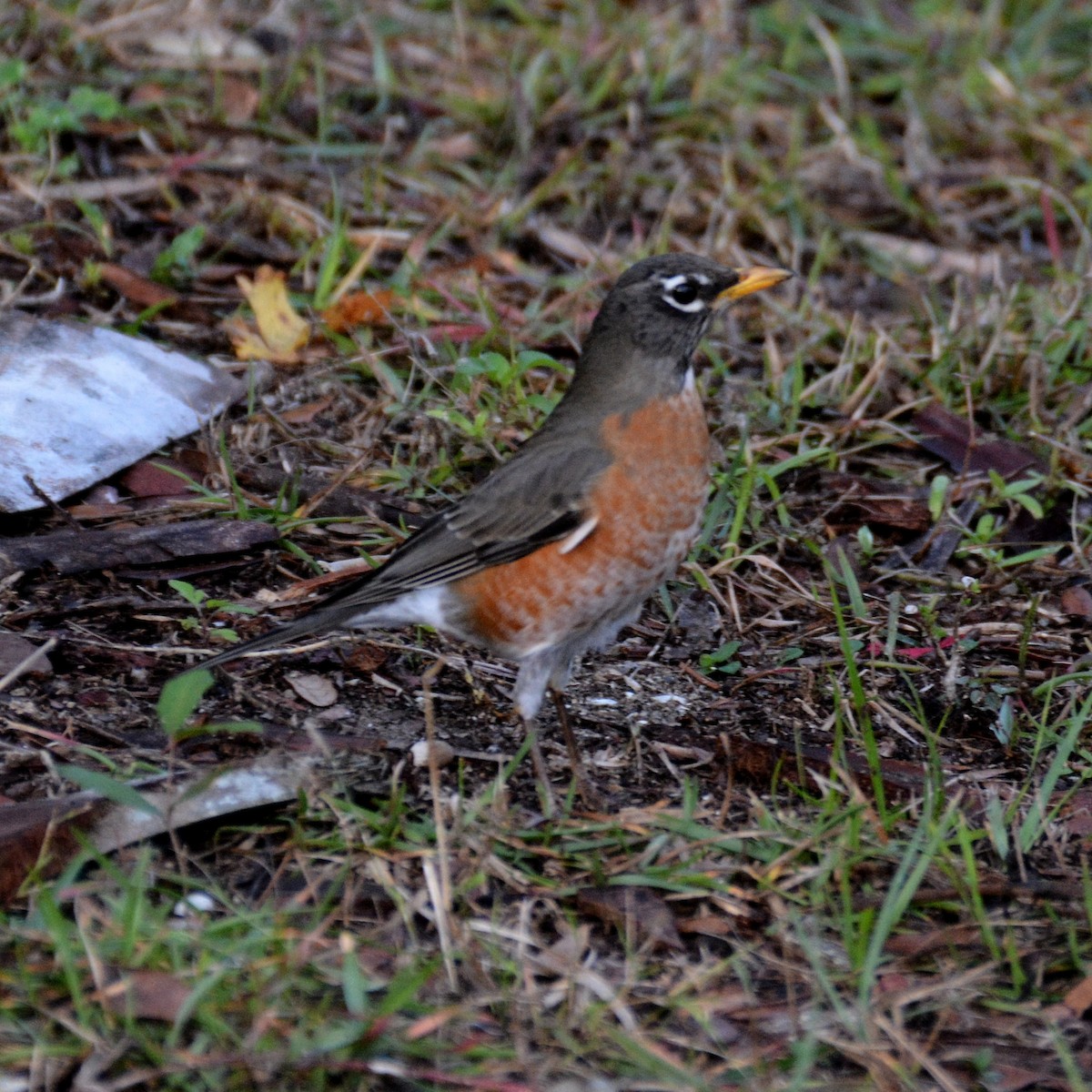 American Robin - ML527703131