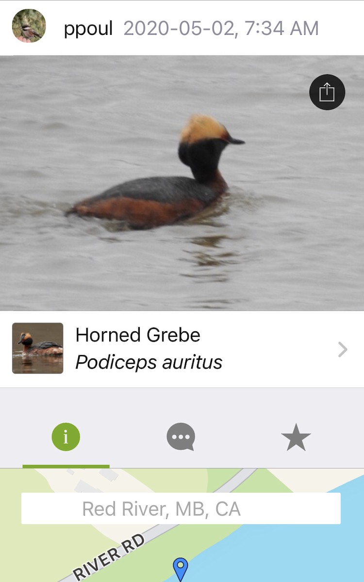 Horned Grebe - Perry Poulsen