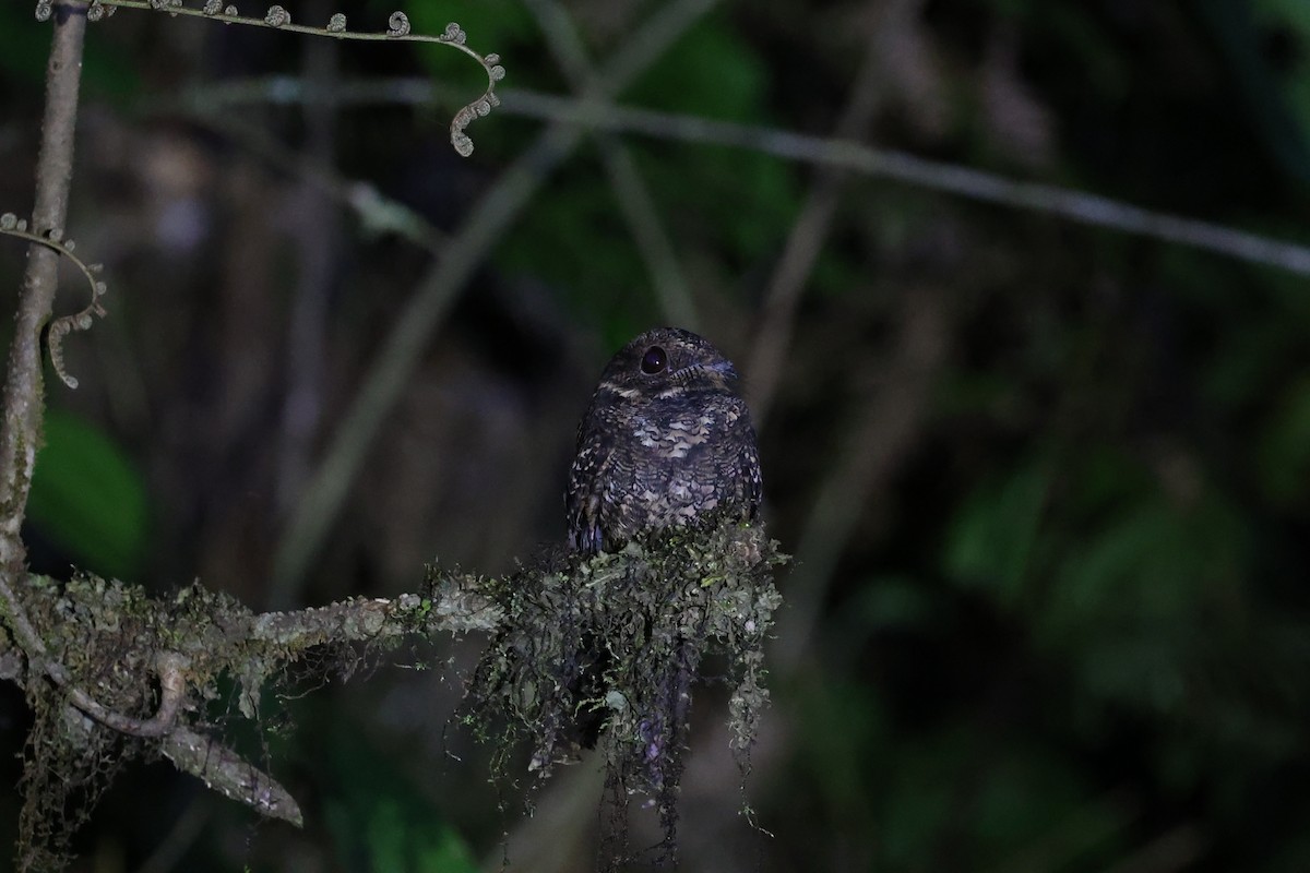 Lyre-tailed Nightjar - loretta kao