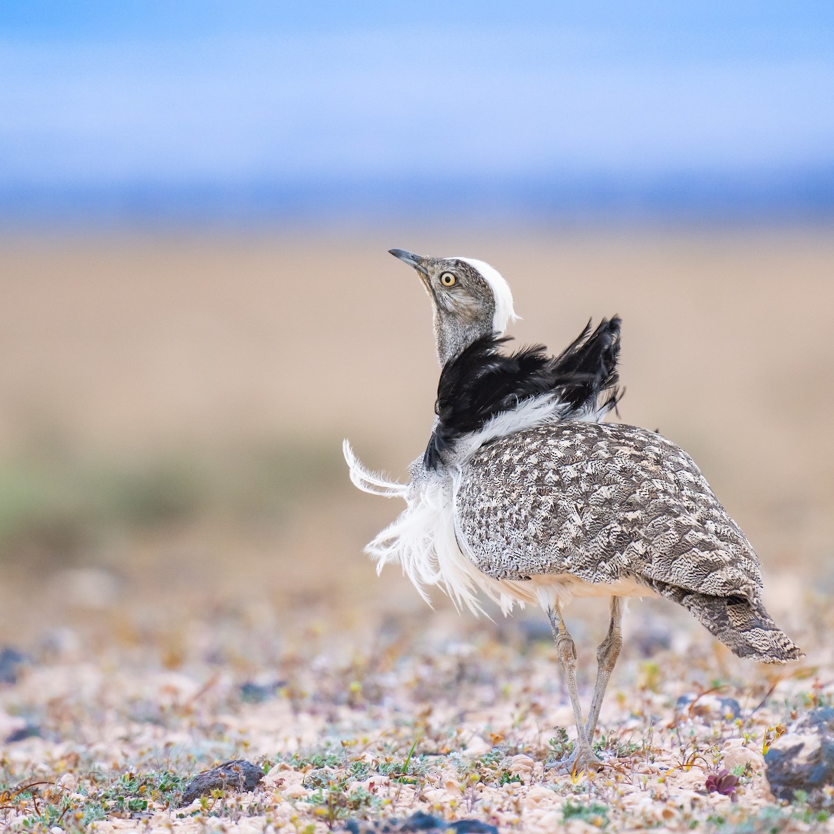 Saharakragentrappe (fuertaventurae) - ML527705481