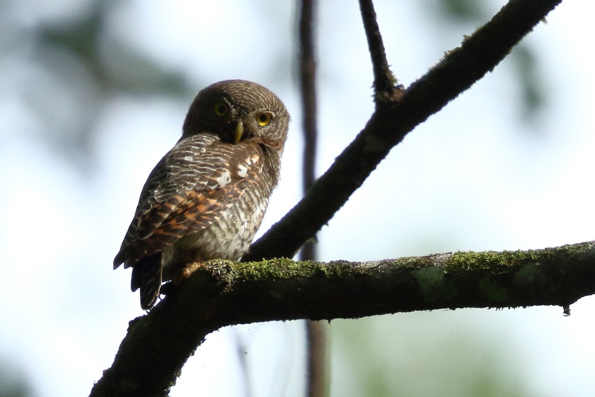 Jungle Owlet - ML527705651