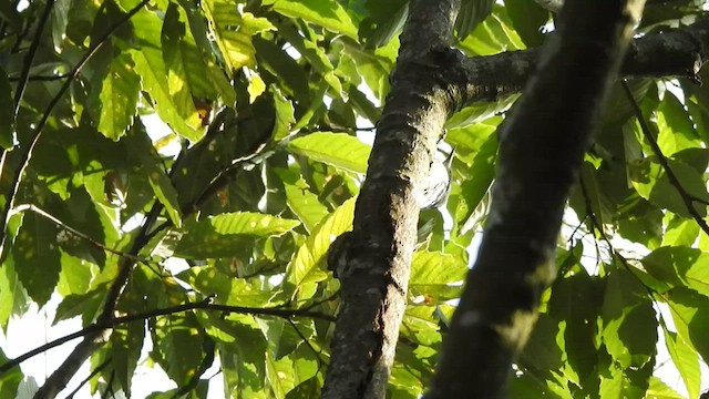 Fulvous-breasted Woodpecker - ML527705931