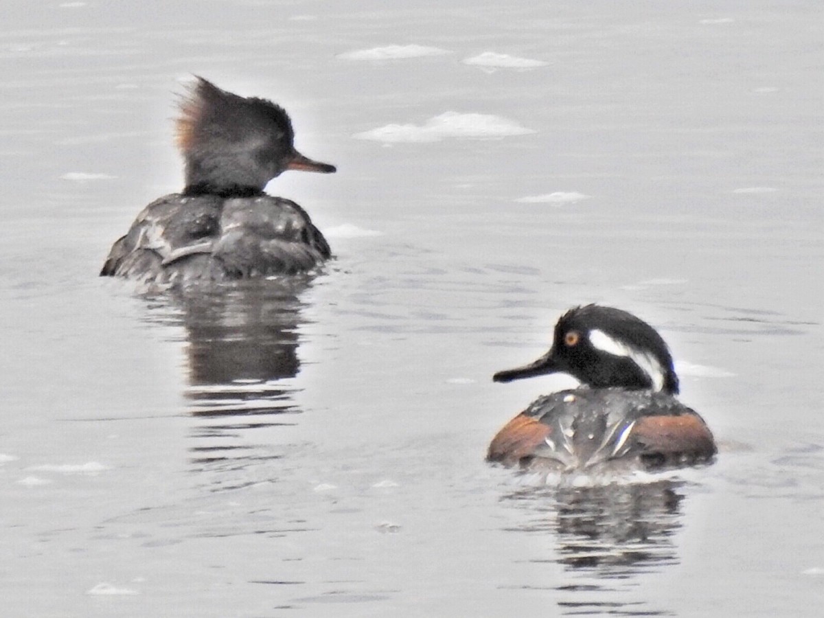 Hooded Merganser - Perry Poulsen