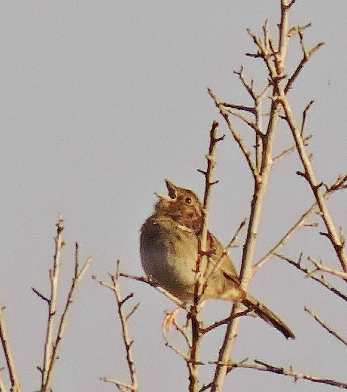 Bachman's Sparrow - ML52770751