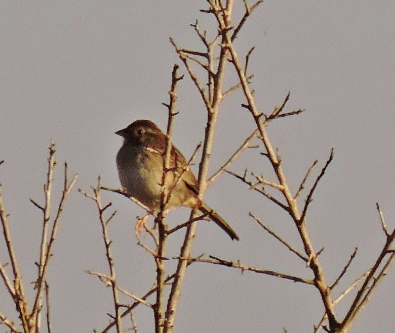 Bachman's Sparrow - ML52770781