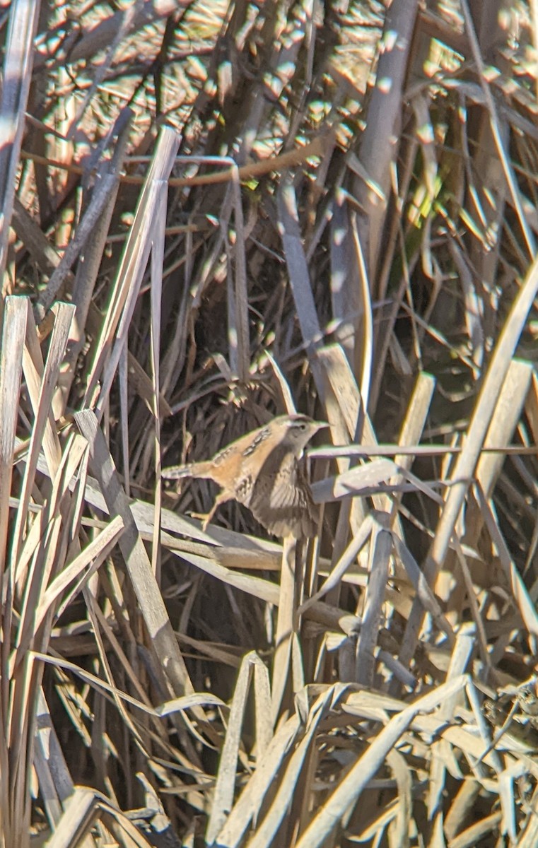 Marsh Wren - ML527708041