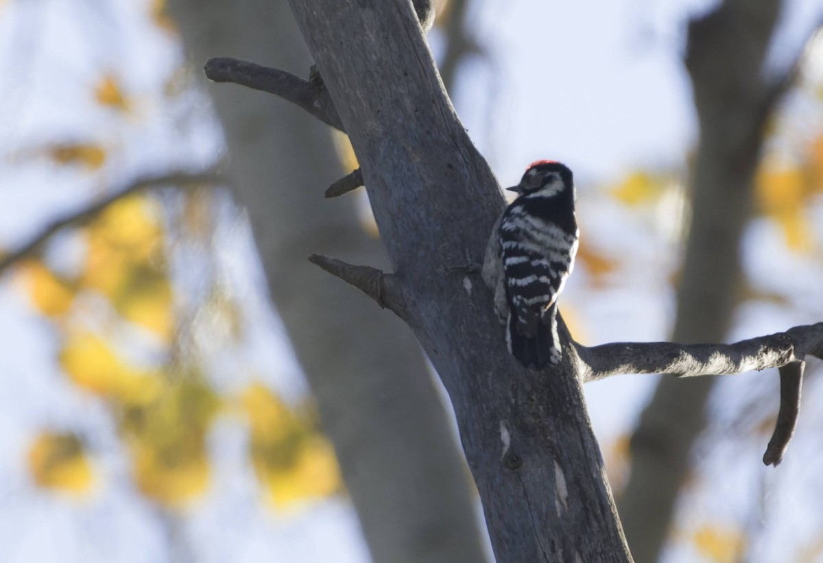 Lesser Spotted Woodpecker - Xenia Louverdi