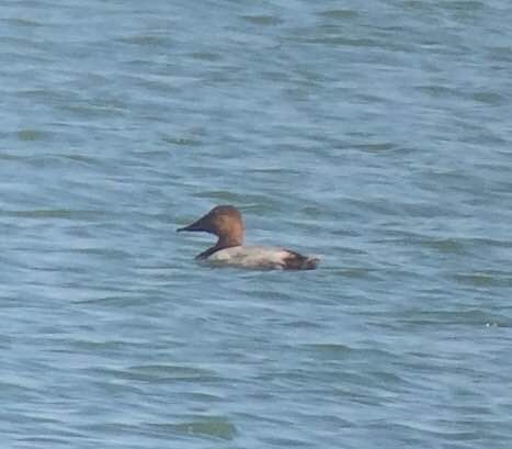 Canvasback - ML52770951