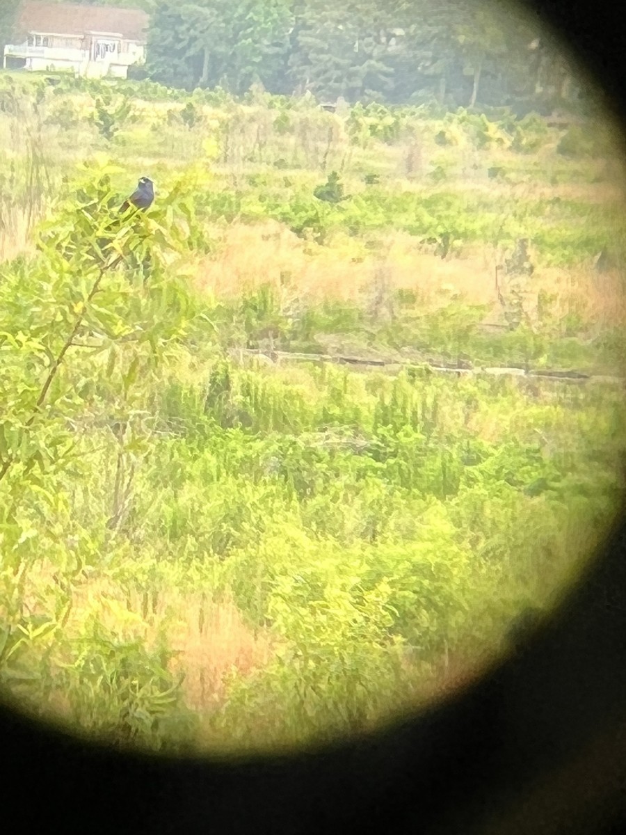 Blue Grosbeak - ML527709901
