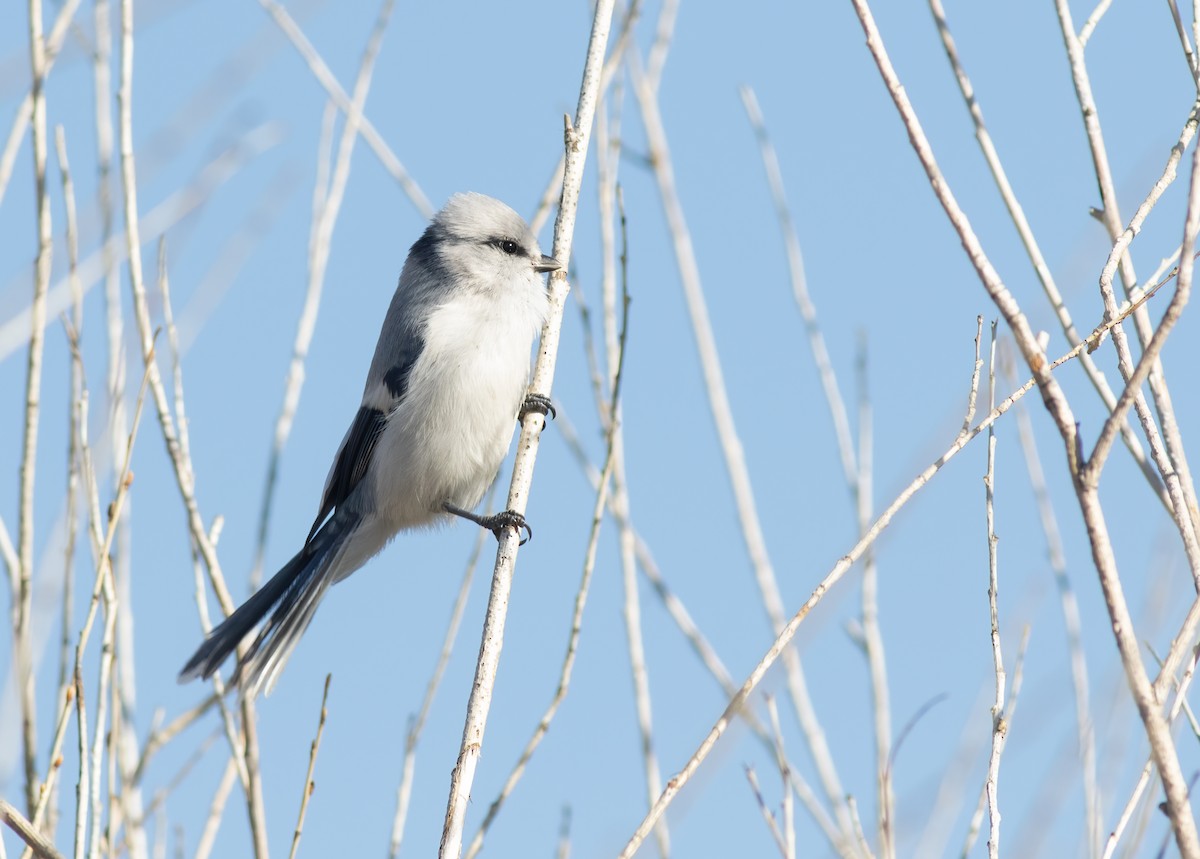 Mésange azurée - ML527709931