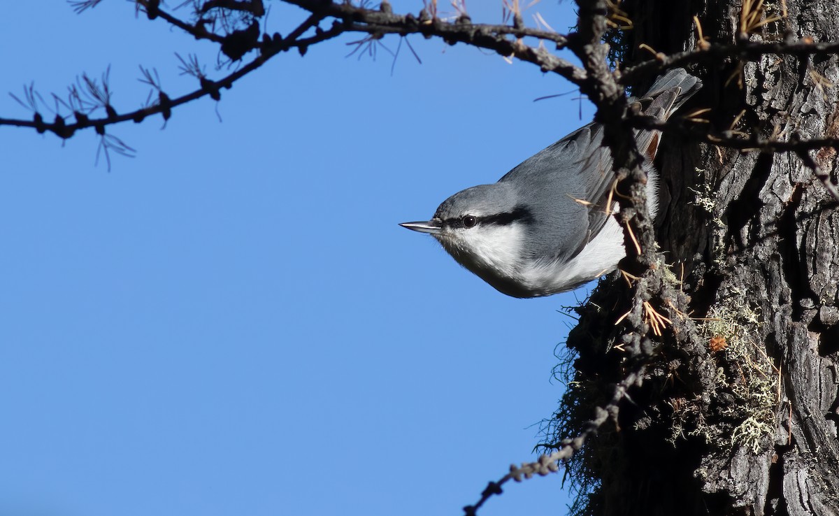 Eurasian Nuthatch - ML527710281