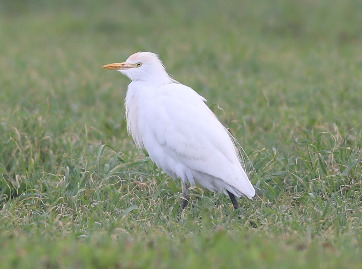 Western Cattle-Egret - ML527710651