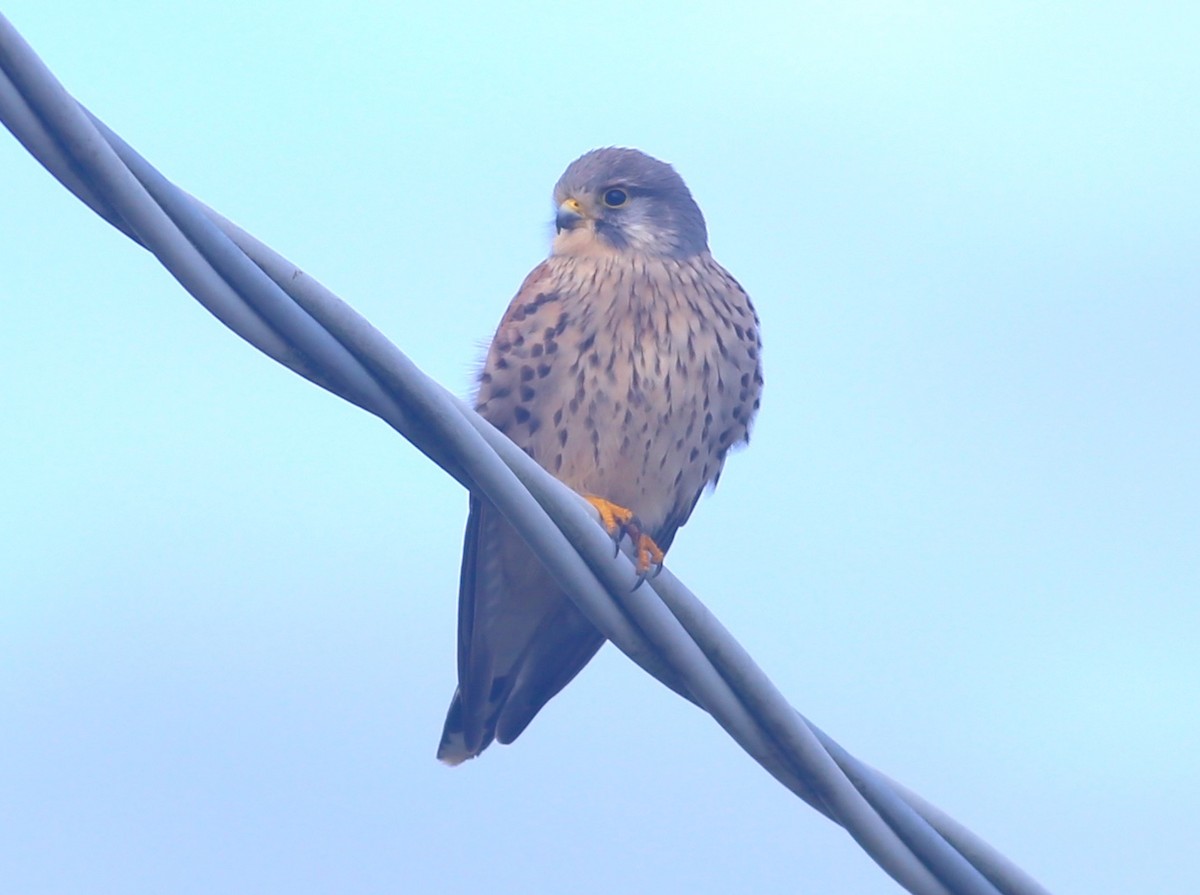 Начин шонхор - ML527711391