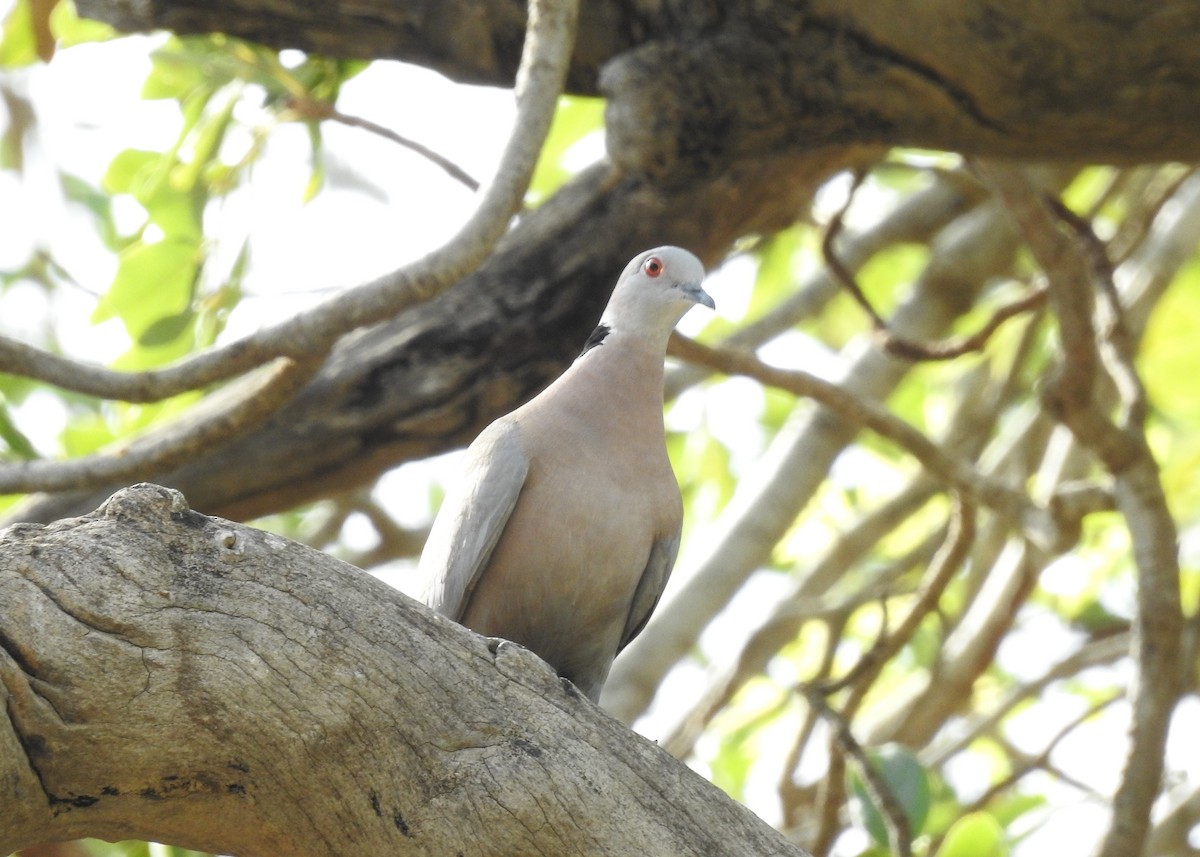 African Collared-Dove - ML527711611