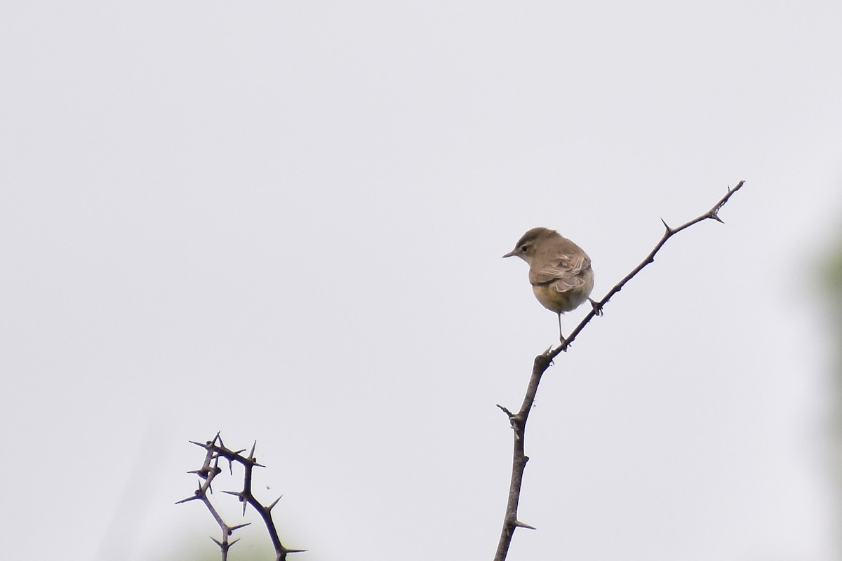 Booted Warbler - Surya Sarja