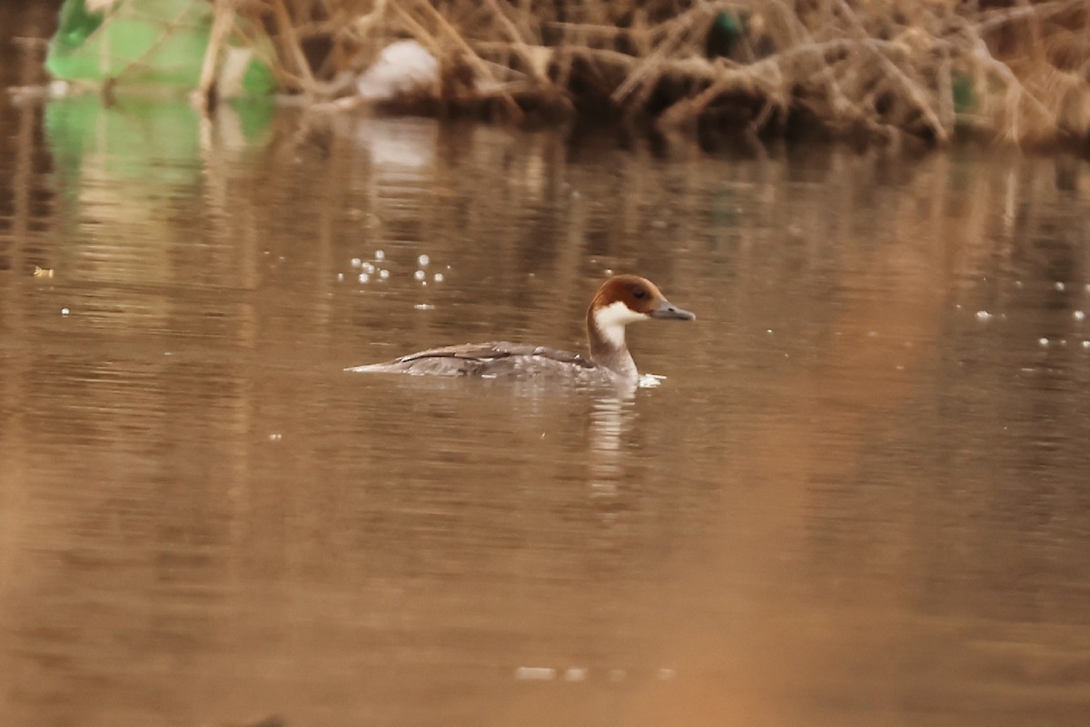 Smew - ML527711861