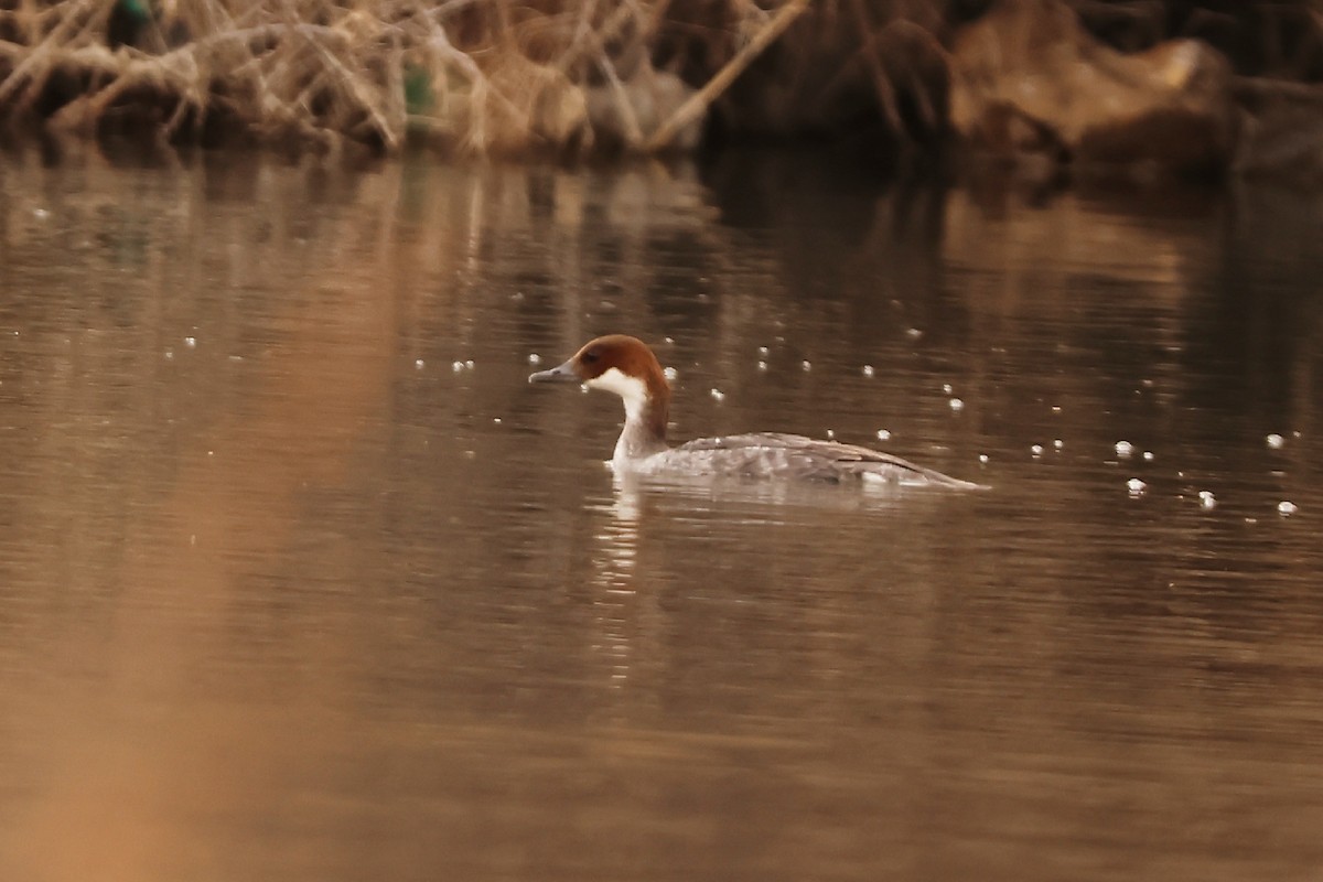 Smew - ML527711871