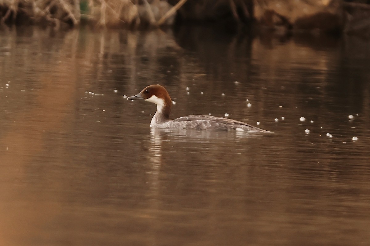 Smew - ML527711881