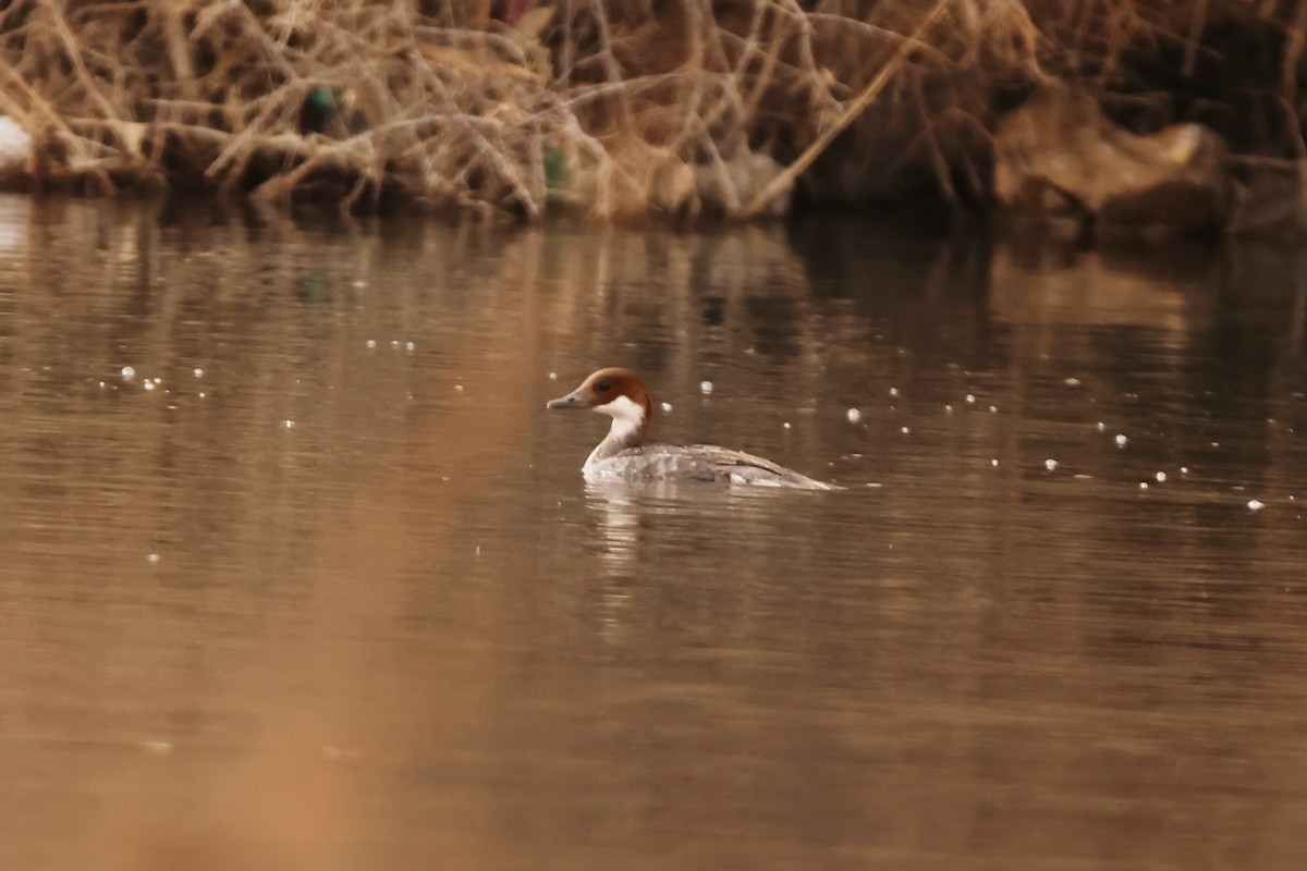 Smew - ML527711891