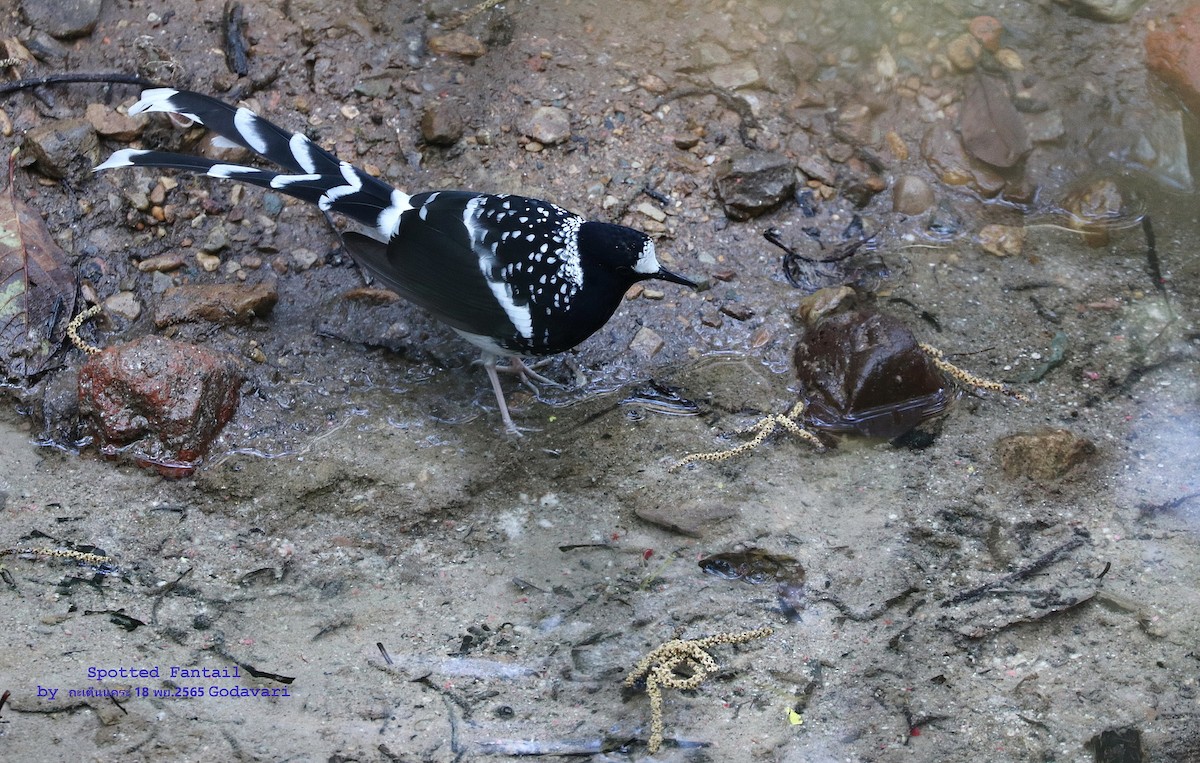 Spotted Forktail - ML527712641