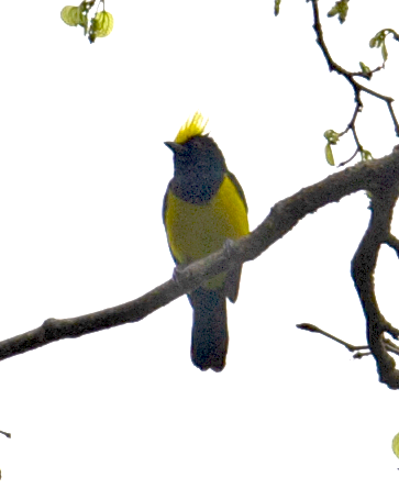 Sultan Tit (Yellow-crested) - ML527713331