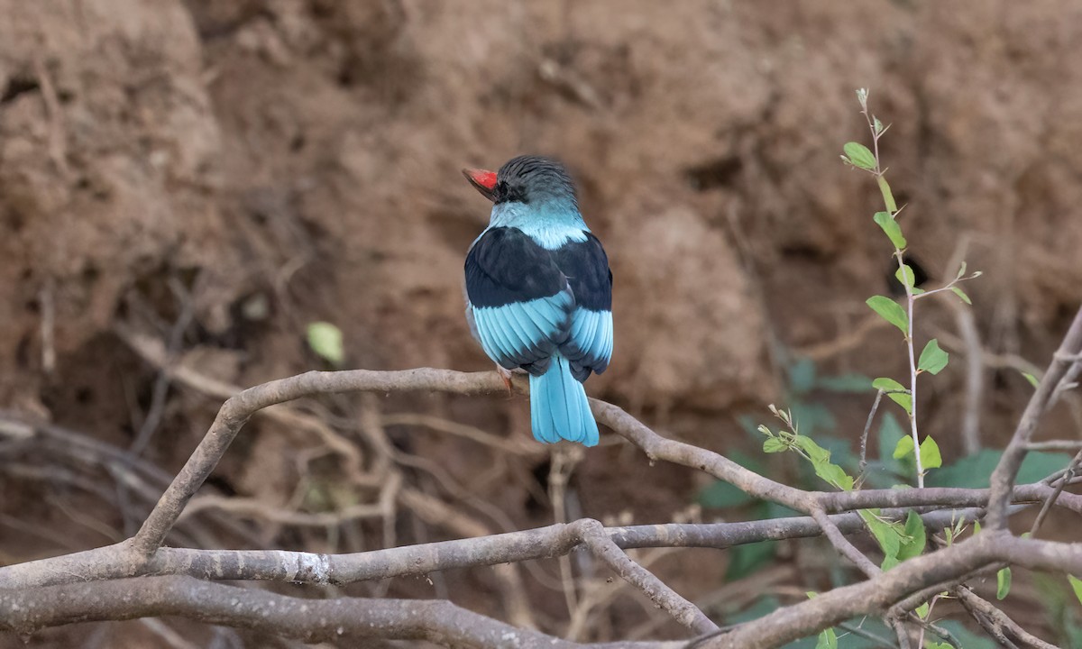 Blue-breasted Kingfisher - Paul Fenwick