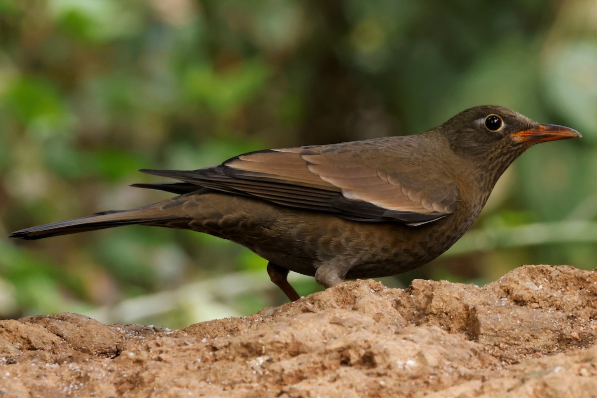 Gray-winged Blackbird - ML527715131