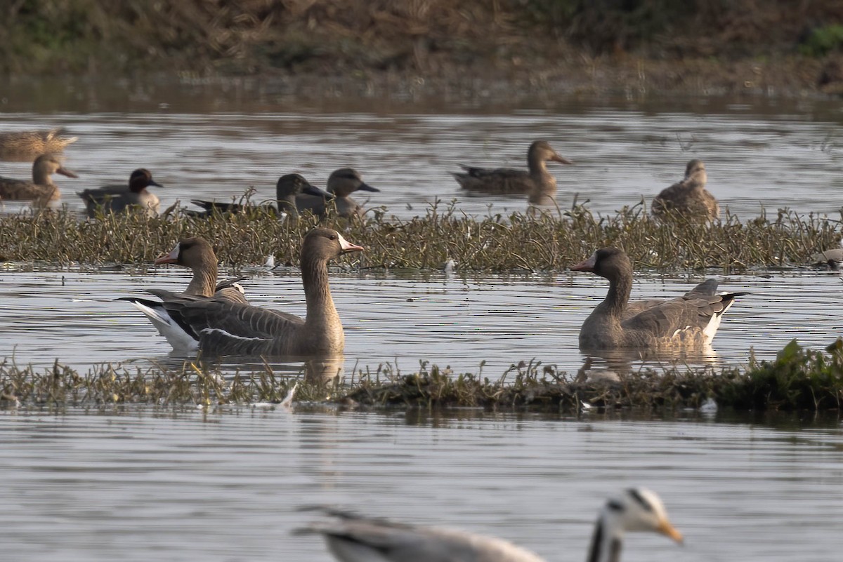 Greater White-fronted Goose - Neeraja V