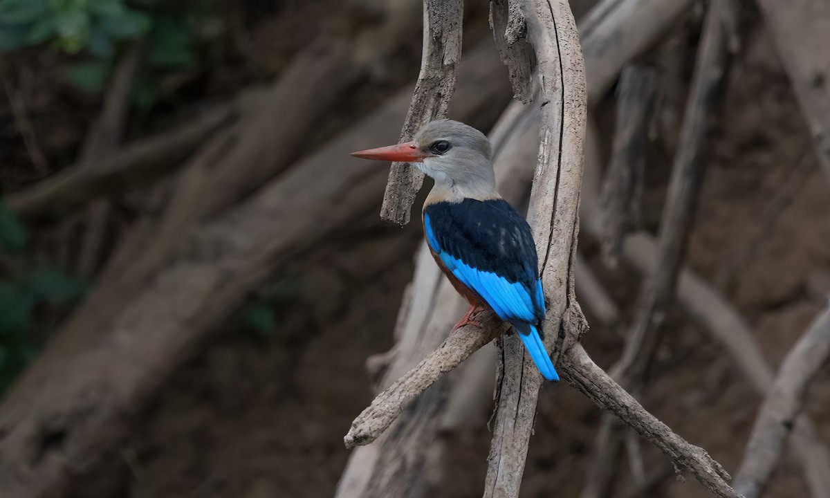 Blue-breasted Kingfisher - Paul Fenwick
