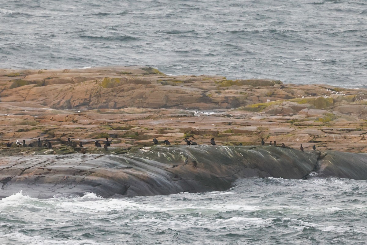 Great Cormorant - ML527716501