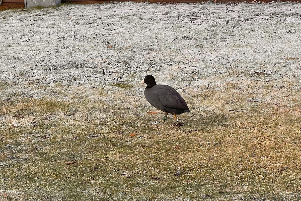 Eurasian Coot - ML527717151