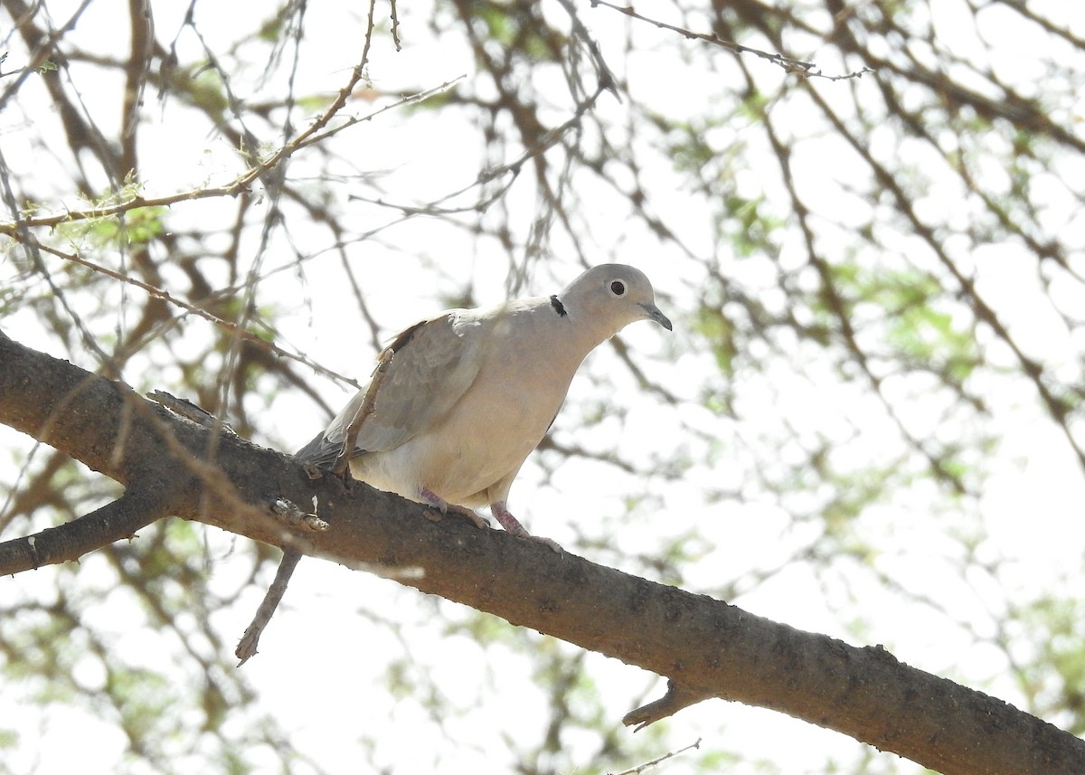 African Collared-Dove - ML527718111