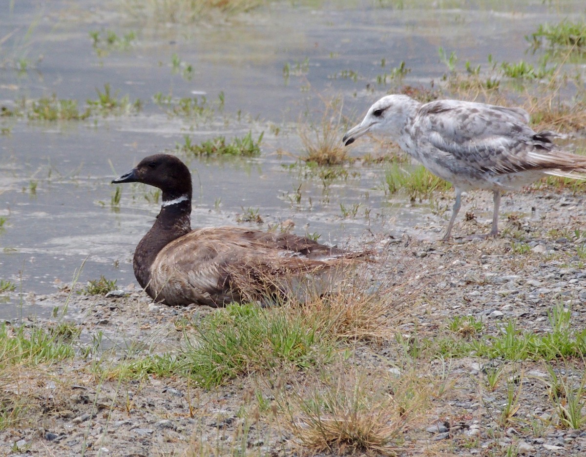 Казарка чорна (підвид nigricans) - ML52771821