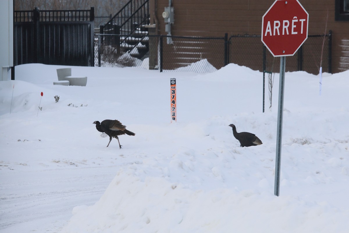 Wild Turkey - ML527718231