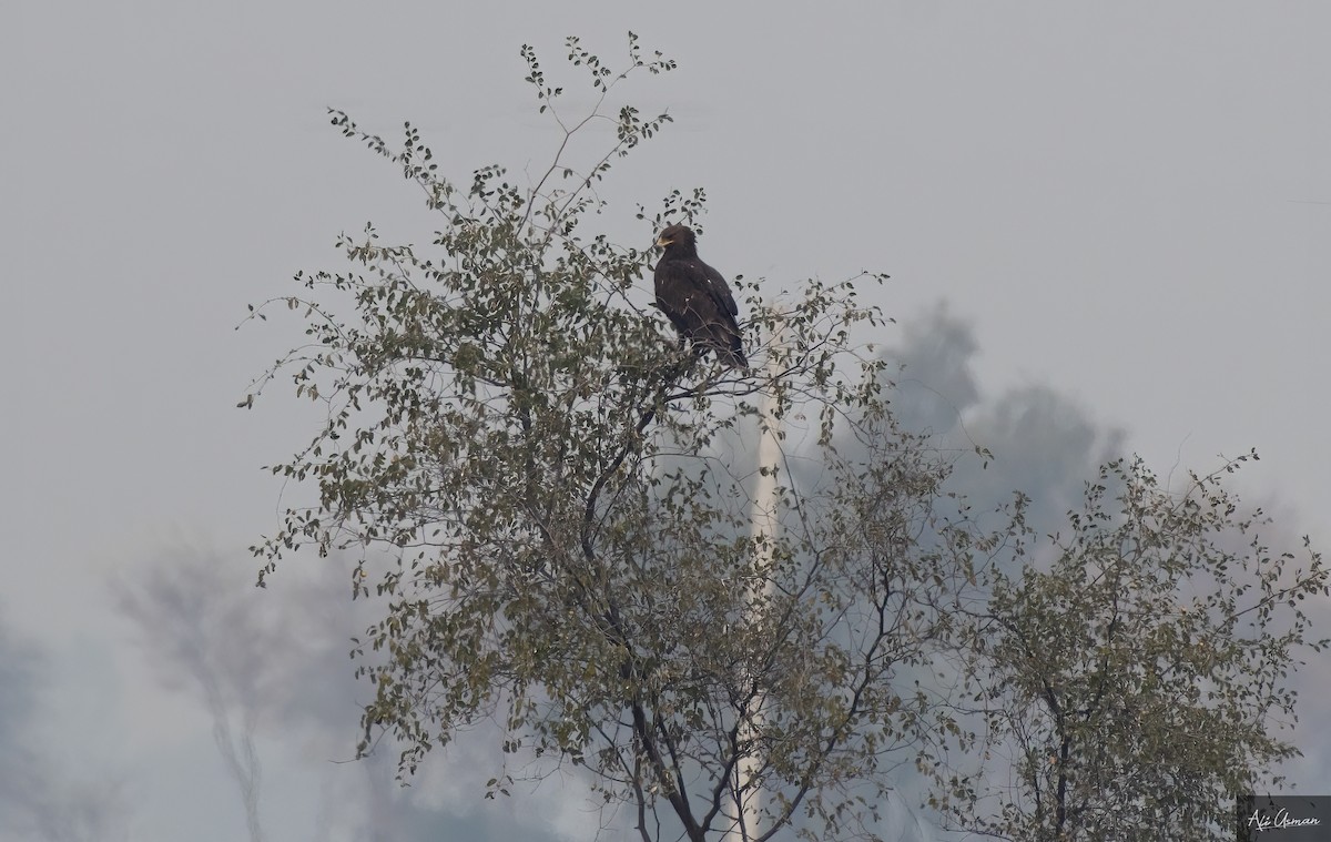 Greater Spotted Eagle - ML527718311