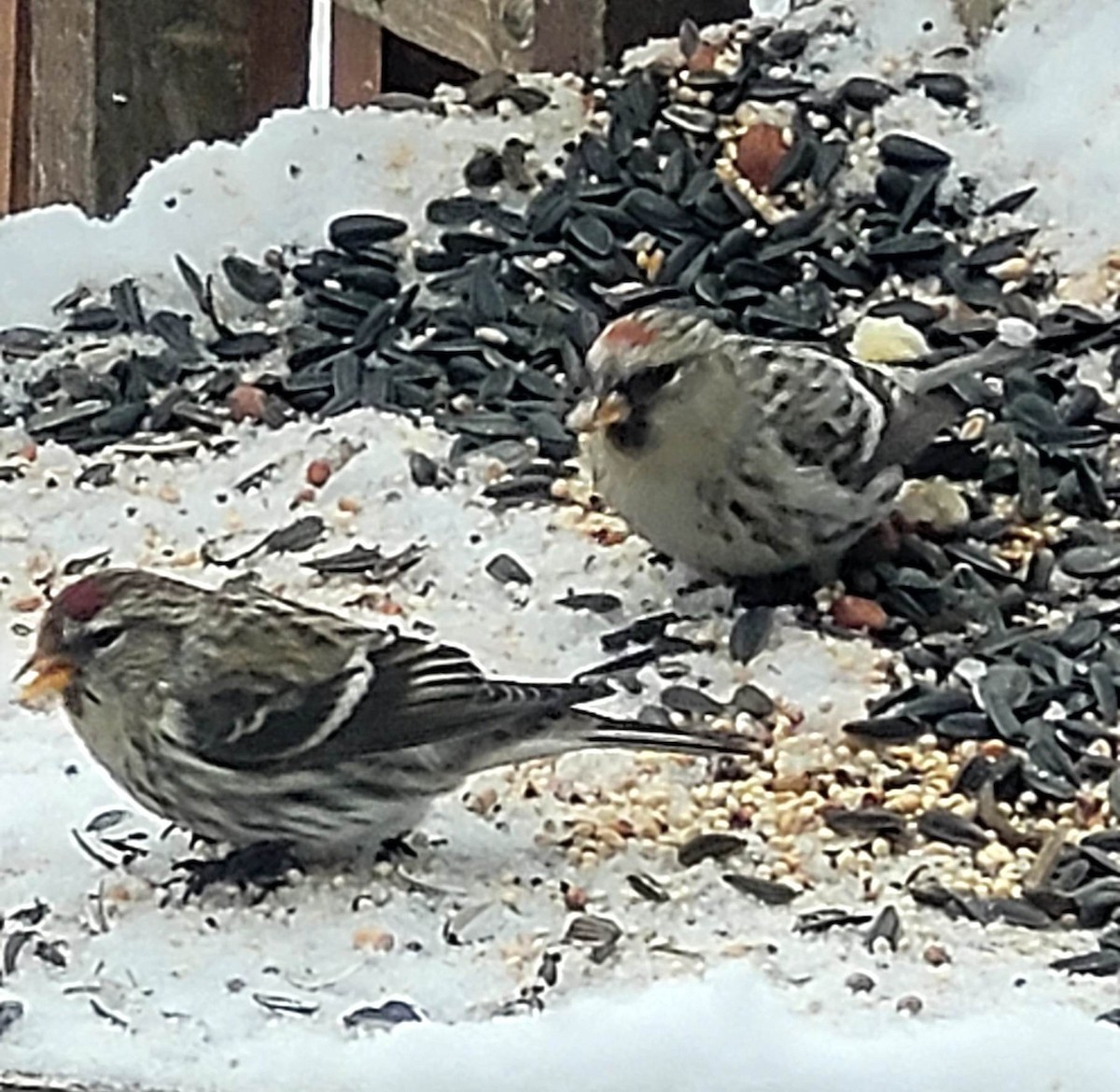 Common Redpoll - ML527718371