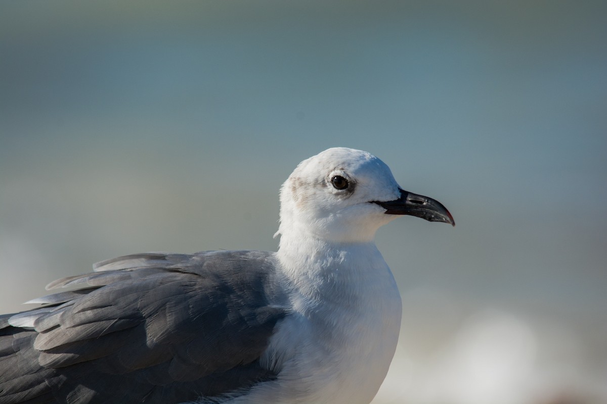 Mouette atricille - ML527719011