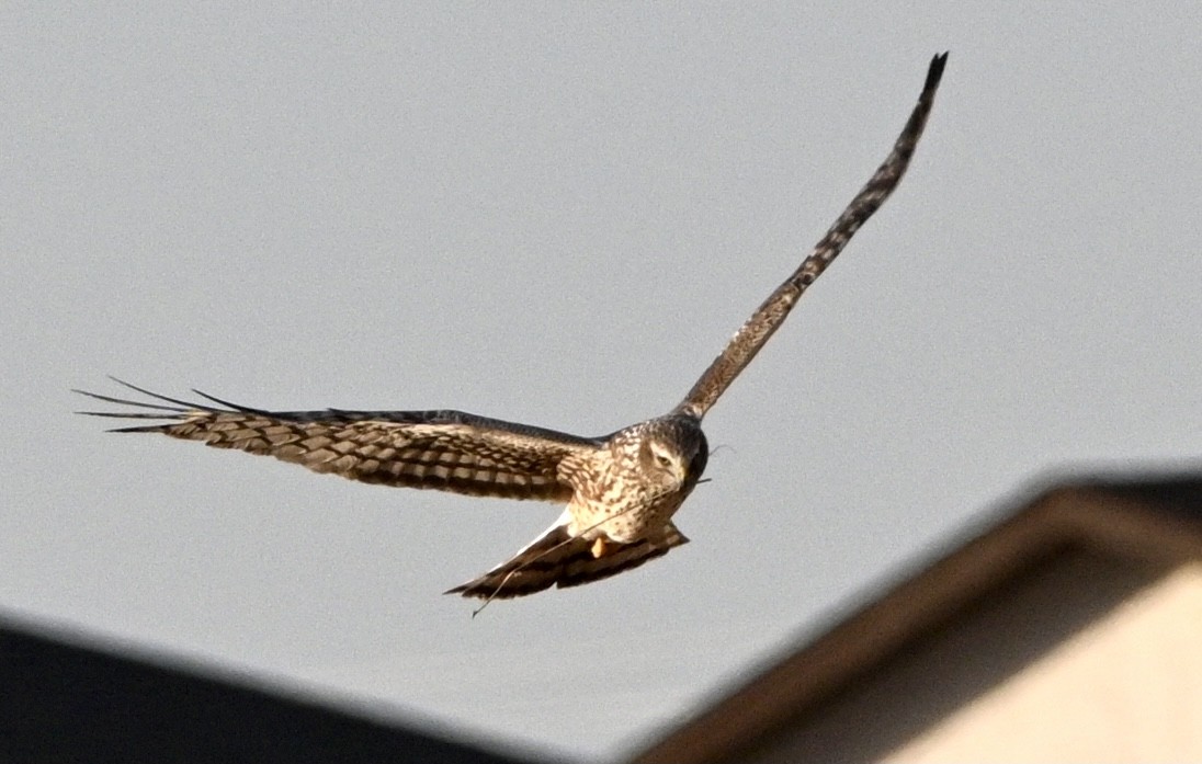 Northern Harrier - ML527721481