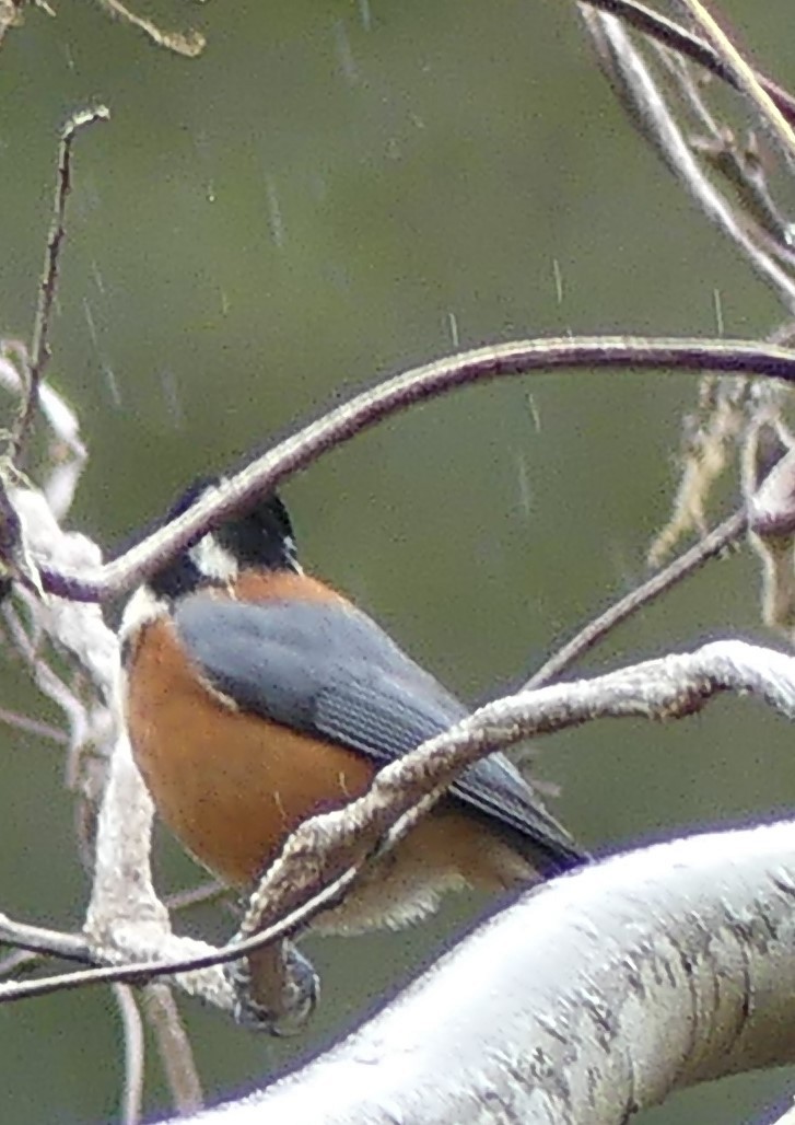 Varied Tit - ML527721941