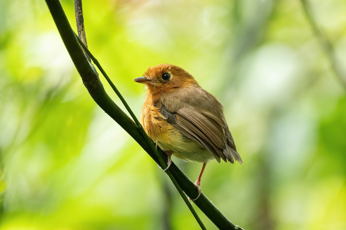 Rusty-breasted Antpitta - ML527722321