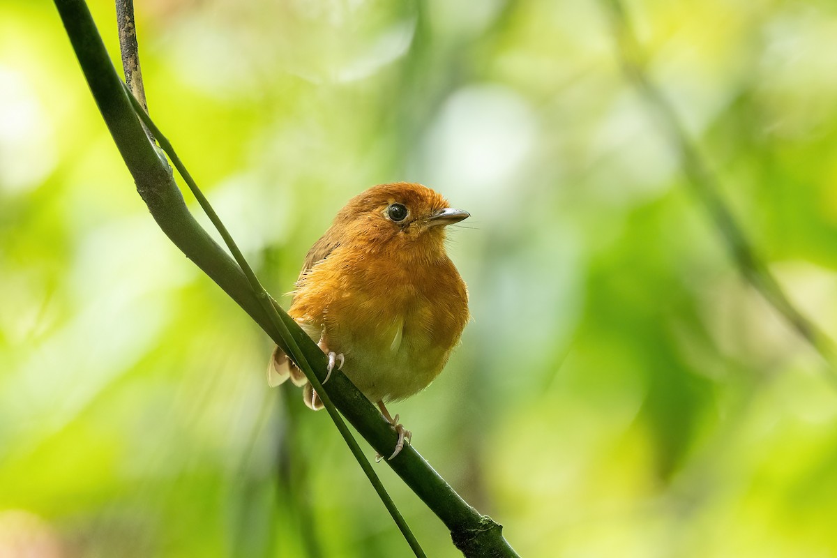 Rusty-breasted Antpitta - ML527722331