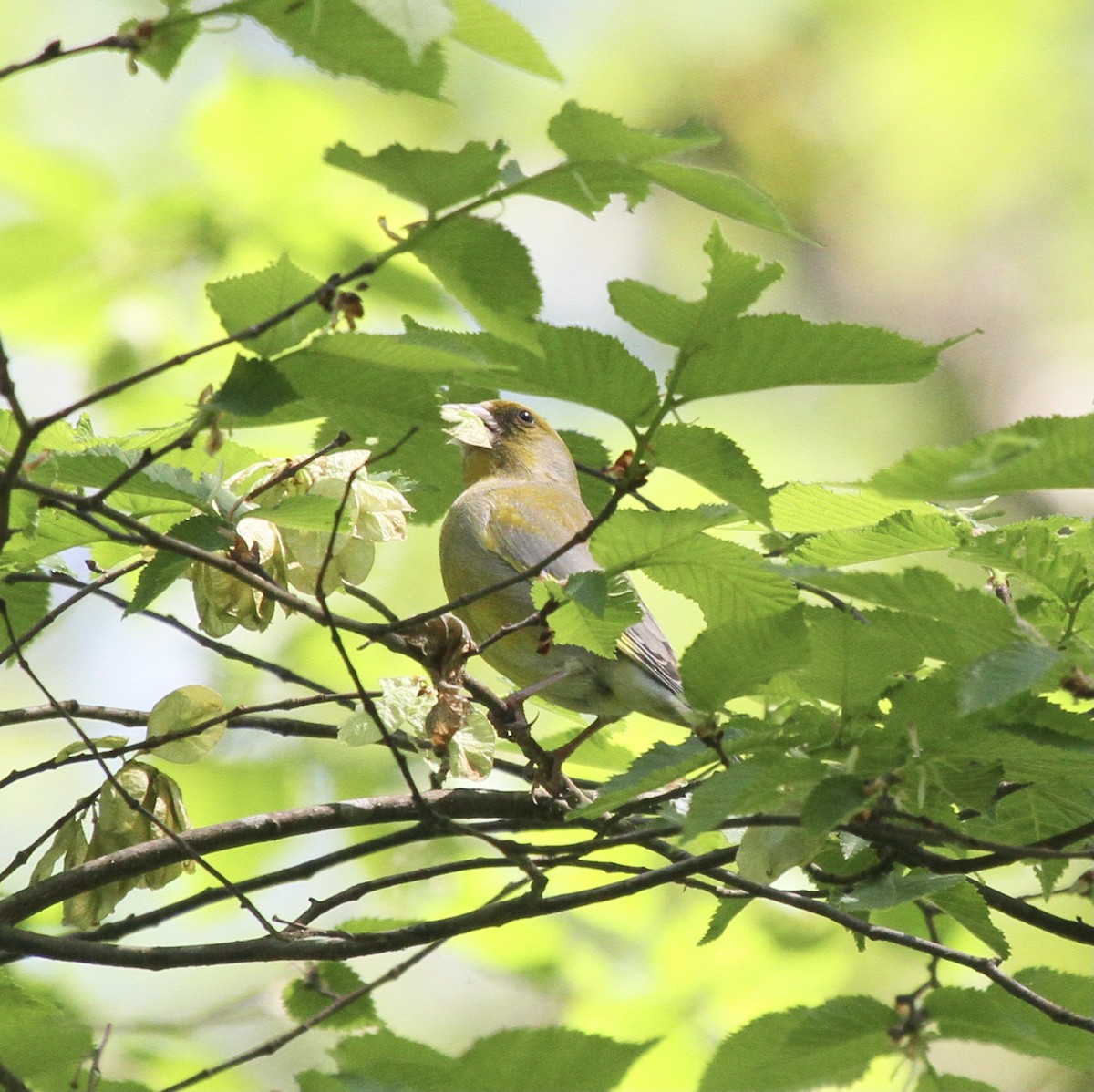 Эгэл ногоолдой - ML527725081
