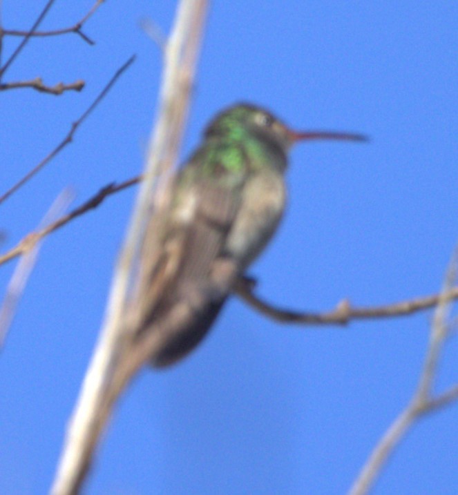 Buff-bellied Hummingbird - ML527725141