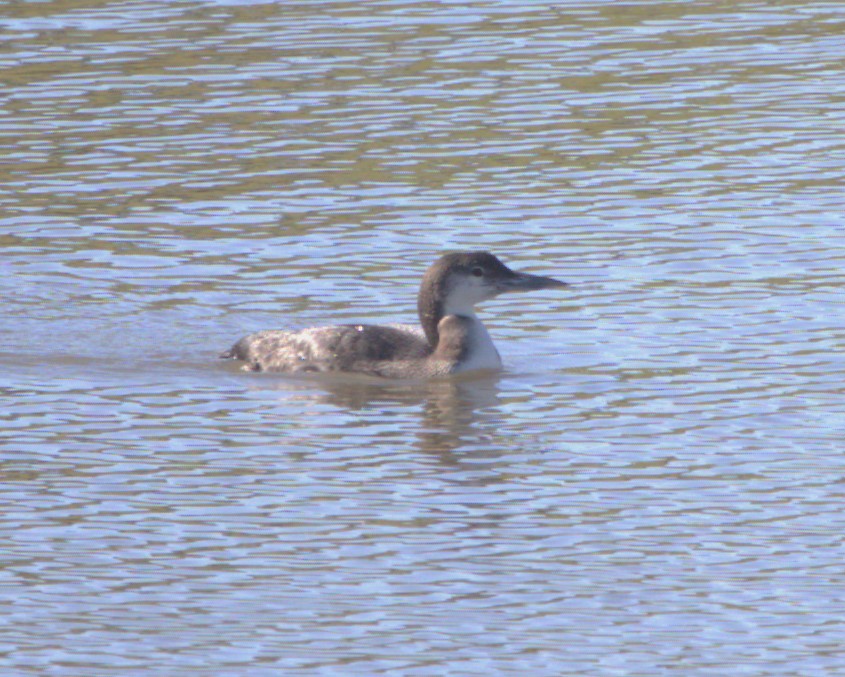 Common Loon - ML527725161