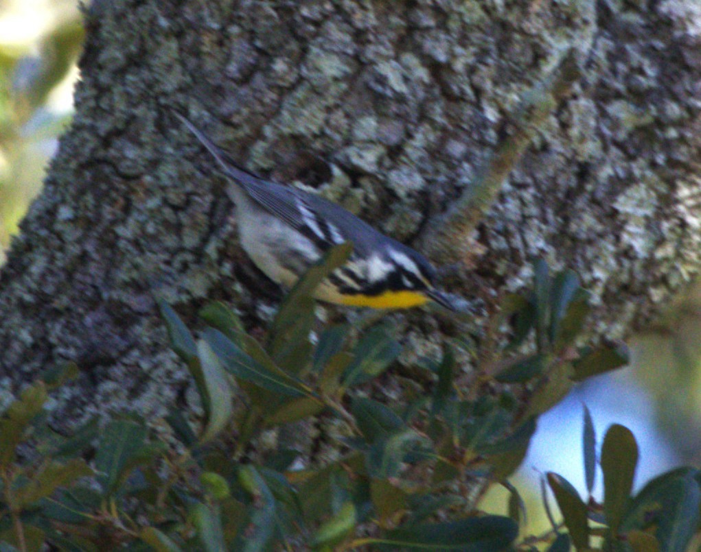 Yellow-throated Warbler - ML527725261
