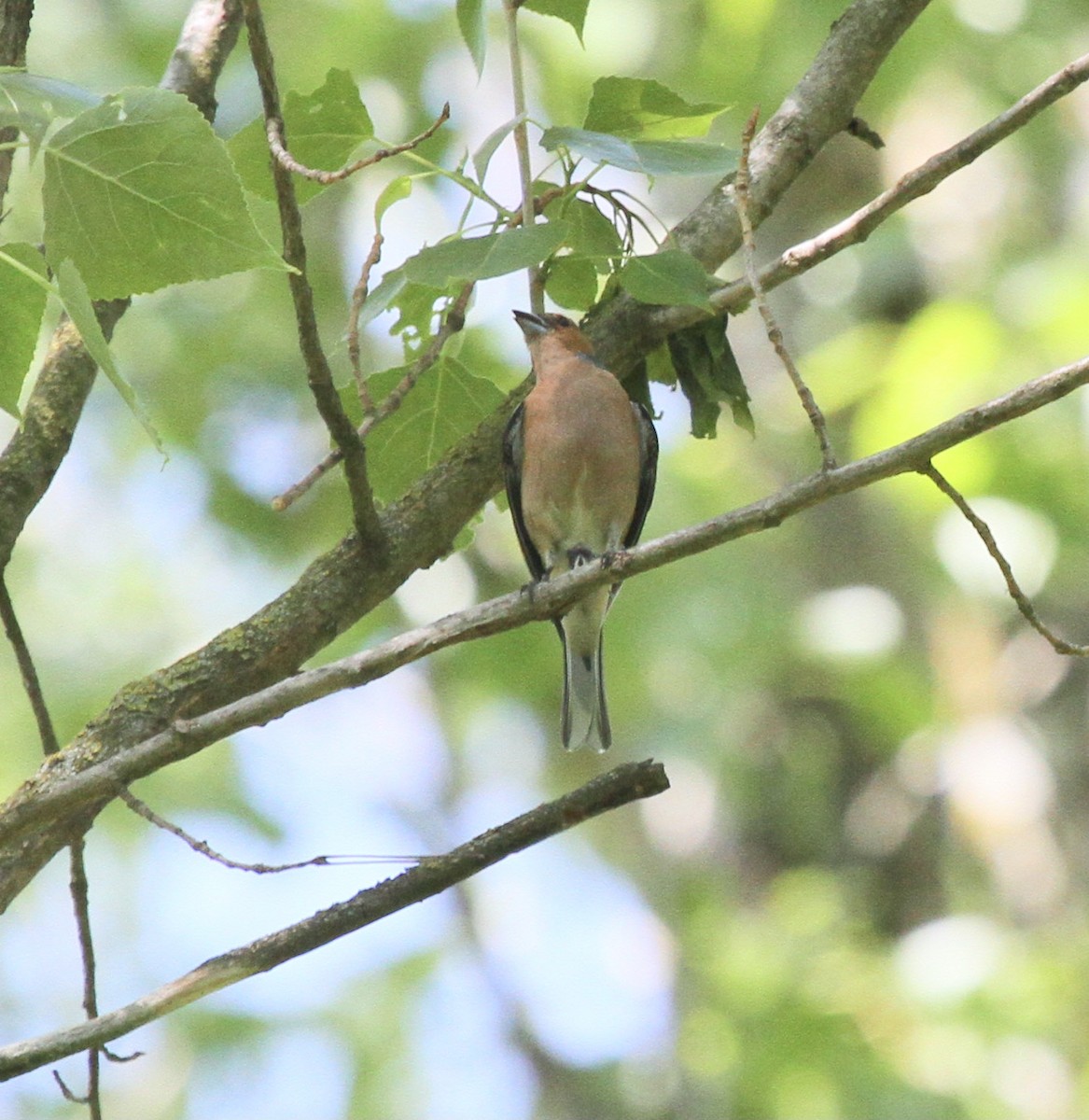 Дуулгат бужирга - ML527725521