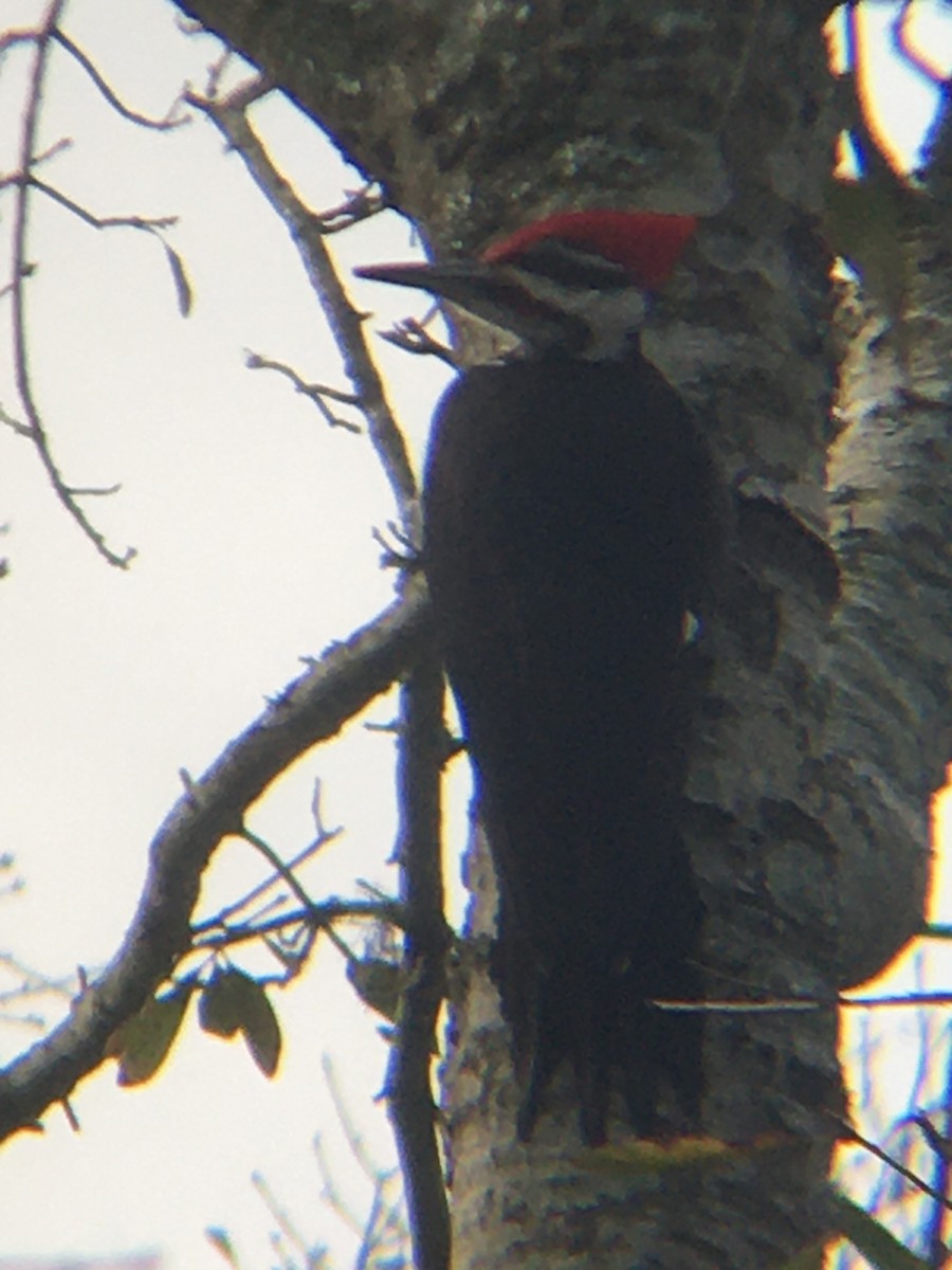 Pileated Woodpecker - Jeff Black