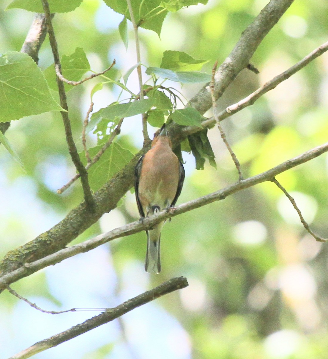 Дуулгат бужирга - ML527725631